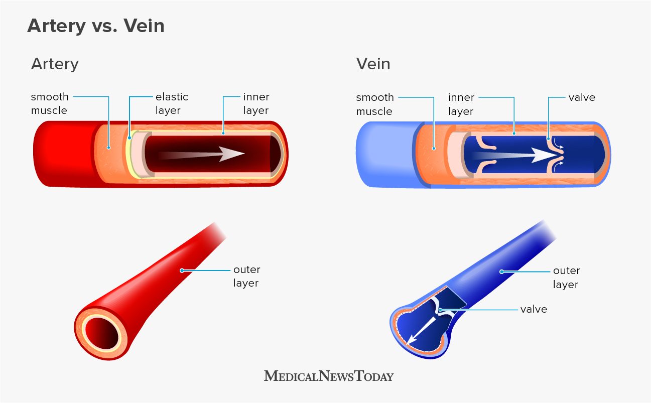 Artery vs Vein